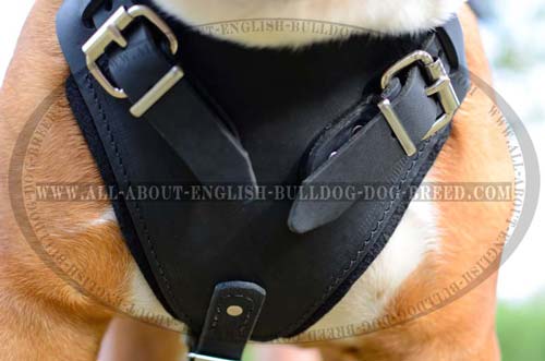 Durable Padded Chest Plate of Leather English Bulldog Harness