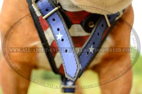 Painted Chest Plate on English Bulldog Harness Training Supply