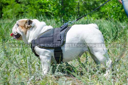 Nylon English Bulldog Harness with Quick Release Buckle