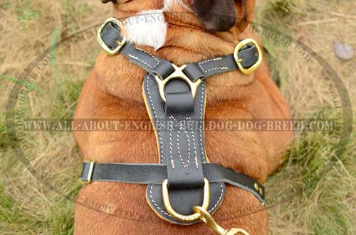 Stitched Back Plate of Leather English Bulldog Harness