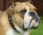 Amazing Spiked Leather English Bulldog Collar
