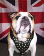 Stylish Genuine Leather Harness for English Bulldog Breed