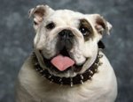 English Bulldog Leather Spiked Dog Collar