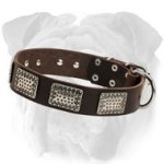 Wide Leather English Bulldog Collar with Nickel Plates