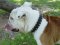 English Bulldog Leather Spiked Collar for Walking