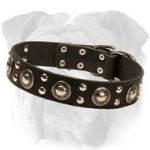 "Endless Admiration" English Bulldog Collar with Nickel Conchos and Studs