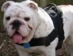 Comfortable Water Resistant Nylon English Bulldog Harness