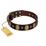 "Bronze Idol" FDT Artisan Brown Leather English Bulldog Collar with Eye-catching Ovals and Small Studs