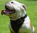 'Perfect Fit' Leather English Bulldog Harness