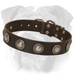 Decorated English Bulldog Leather Collar | Plated Conchos