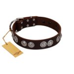 "High and Mighty" FDT Artisan Classy Brown Leather English Bulldog Collar with Embellished Brooches