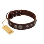 "Choco Brownie" FDT Artisan Brown Leather English Bulldog Collar Adorned with Silver-Like Conchos