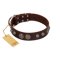 "Choco Brownie" FDT Artisan Brown Leather English Bulldog Collar Adorned with Silver-Like Conchos