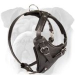 Durable Dog Harness-Leather Dog Harness for English Bulldog