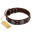 "Hypnotic Stones" FDT Artisan Brown Leather English Bulldog Collar with Chrome Plated Brooches and Square Studs