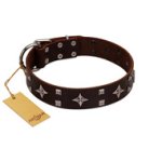 "Trendy Candy" FDT Artisan Brown Leather English Bulldog Collar Adorned with Stars and Tiny Squares