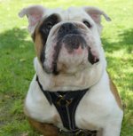 Leather Tracking/Walking Harness for English Bulldog