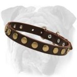 Outstanding Leather Dog Collar With Brass Studs