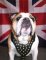 Stylish Genuine Leather Harness for English Bulldog Breed