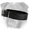 Attack/Agitation Training English Bulldog Collar with Padding
