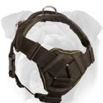 Nylon English Bulldog Harness with Cushion Chest Plate