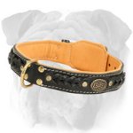 English Bulldog Padded Leather Collar with Adornment