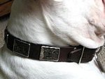 Stylish Leather English Bulldog Collar with Vintage Massive Plates