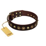 "Street Fashion" FDT Artisan Brown Leather English Bulldog Collar Adorned with Circles and Skulls
