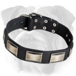 Gorgeous Plated Leather English Bulldog Collar