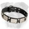 Leather English Bulldog Collar Decorated with Nickel Plates and Studs