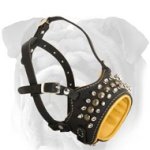 Deluxe Genuine Leather English Bulldog Muzzle with Studs and Spikes