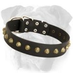 Wide Studded Leather English Bulldog Collar