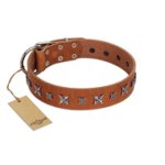 "Star Shine" Exclusive FDT Artisan Tan Leather English Bulldog Collar with Silver-Like Adornments