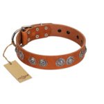 "Woofy Majesty" FDT Artisan Tan Leather English Bulldog Collar with Round Silver-like Plates