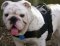 Comfortable Water Resistant Nylon English Bulldog Harness