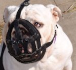 Durable Leather English Bulldog Muzzle with Soft Inside Padding