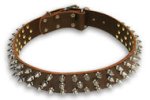 English Bulldog Spiked Brown collar 21''/21 inch dog collar