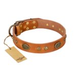 "Sun Beams" FDT Artisan Tan Leather English Bulldog Collar with Decorations