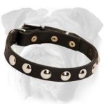 English Bulldog Studded Leather Collar | Nickel Plated Half-Ball Studs