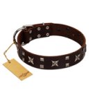 "Bigwig Woof" FDT Artisan Brown Leather English Bulldog Collar with Chrome Plated Stars and Square Studs