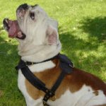 Tracking/Pulling Leather English Bulldog Harness
