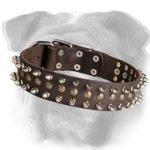 Marvelous Leather English Bulldog Collar with Brass Studs ans Nickel Spikes