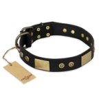 "Spanish night" FDT Artisan Fashionable Leather Walking English Bulldog Collar