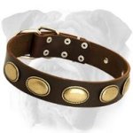 Gorgeous Vintage Leather Collar for English Bulldog