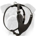 Unique Leather Harness for English Bulldog