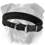 Reliable English Bulldog Padded Leather Collar | Dog Training Supply