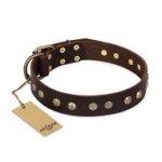 "Bronze Sheen" FDT Artisan Leather English Bulldog Collar with Brass-Plated Studs