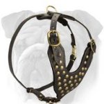 Brass Studded Walking Dog Harness for English Bulldog