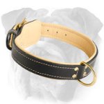Royal Nappa Padded Leather Collar for English Bulldog
