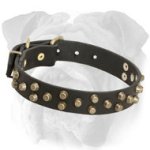 Studded Leather English Bulldog Collar
